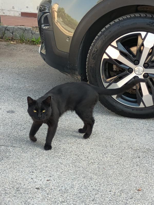NERONE - gatto di 2 anni Foto 4